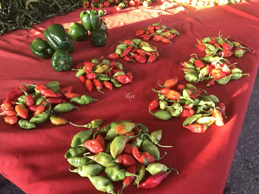 Trinidad Pimento Pepper