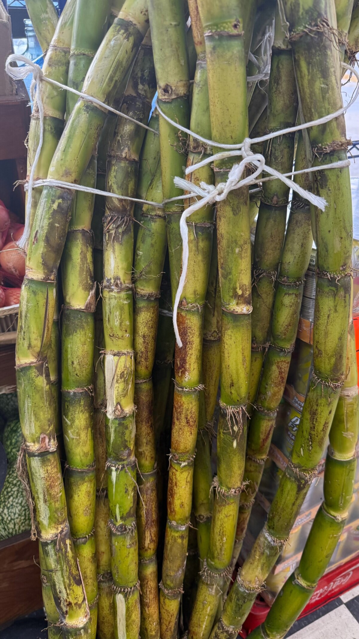 Sugar Cane