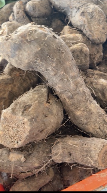 Trinidad Yam